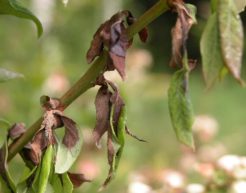 Figure 1 Leaf symptoms of mummy berry disease (Image: Ontario Ministry of Agriculture, Food and Rural Affairs) Leaves of a blueberry plant that are browned and dying from the petiole. Some leaves with complete leaf blight and a tan spore mass at the base of one leaf