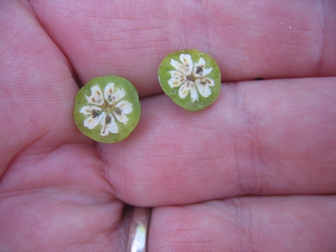 Figure 2 Young blueberry cut open to reveal mummy berry fungus growing within (Image: Bill Cline, www.apsnet.org) green blueberry cut in half to reveal that the inside ovary spaces are completely white