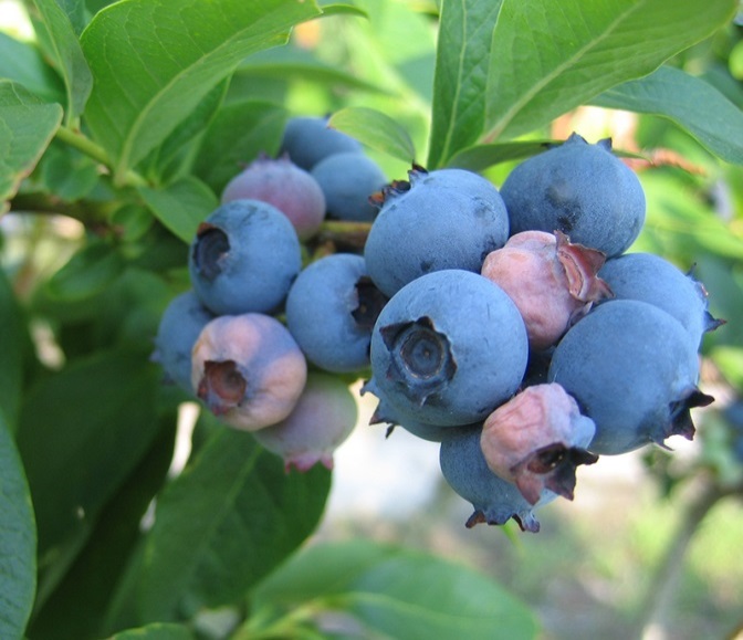 Figure 3 Mature berries infected with mummy berry (Image: Bill Cline, www.apsnet.org) Clump of mature blueberries still attached to bush with some berries in the clump appearing pink and wrinkled