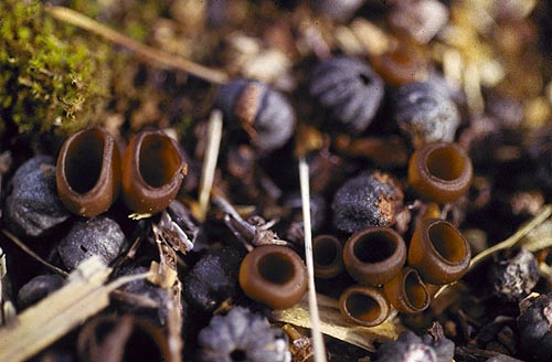 Figure 4 Apothecia produced from mummified berries on the ground (Image: Jay W. Pscheidt, pnwhandbooks.org) hardened black blueberries on the ground with ridged appearance (like tiny pumpkins). Brown cup shaped protuberances are growing out from the blackened berries