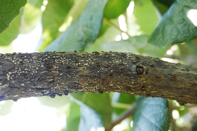 Figure 1. Typical image of a previous season canker (Image: Dr Toni Chapman, NSW DPIRD) Brown branch of a kiwifruit vine with raised brown lesions with yellow dots