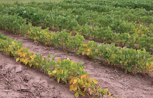 A patch in a soybean crop infested by soybean cyst nematodes with leaf yellowing and stunting of the affected plants.