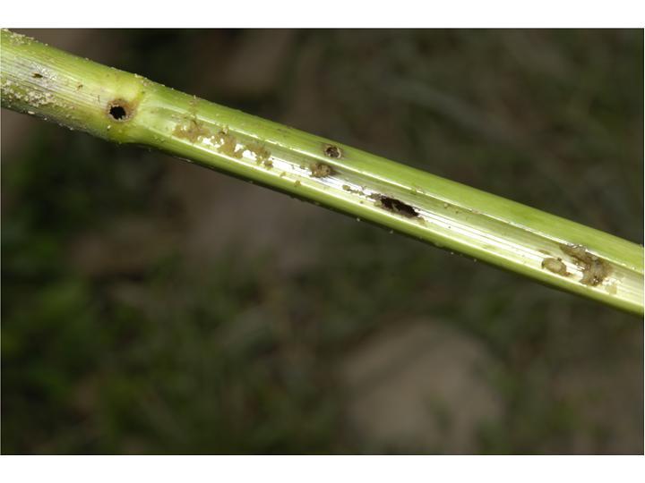 A cross section of a tunnelled out spotted stem borer infested plant stem.