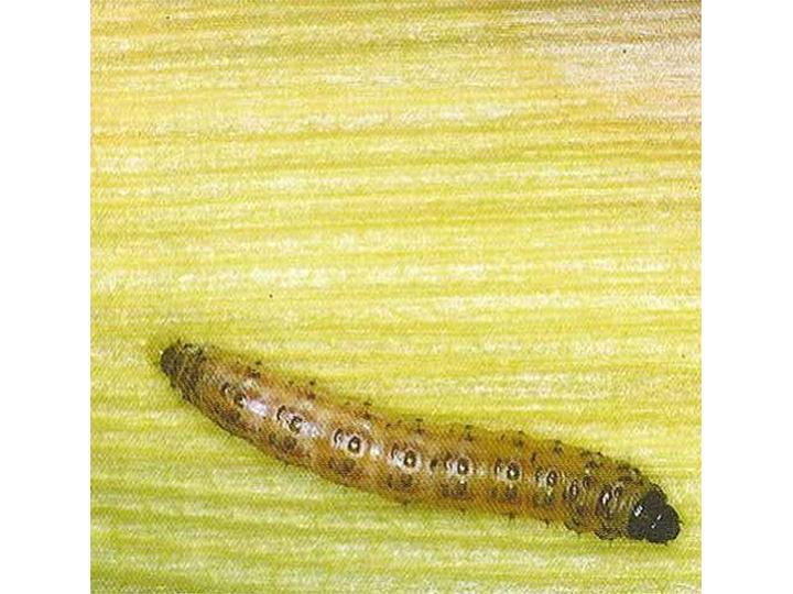 A spotted stem borer caterpillar with dark red-brown head on a leaf