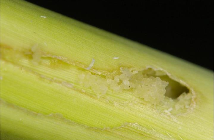 A tunnel entrance on a sugarcane plant stem caused by a sugarcane stem borer