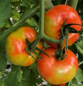 Figure 2 Tomato fruit showing marbling and discolouration caused by ToBRFV (Image: Salvatore Davino, EPPO) Three ripening tomatoes on a plant showing yellow discolouration on otherwise red fruit.
