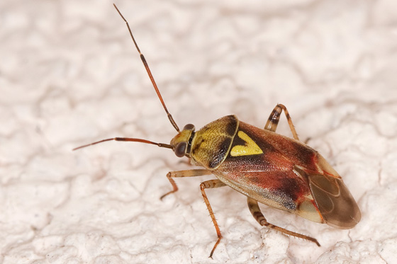 Figure 1 Western plant bug adult (6 mm) (Image: Oliver, Okanagan Valley, British Columbia, Canada, bugguide.net) Shield shaped insect, brown in colour with long thin antennae and a yellow triangular marking on the back.