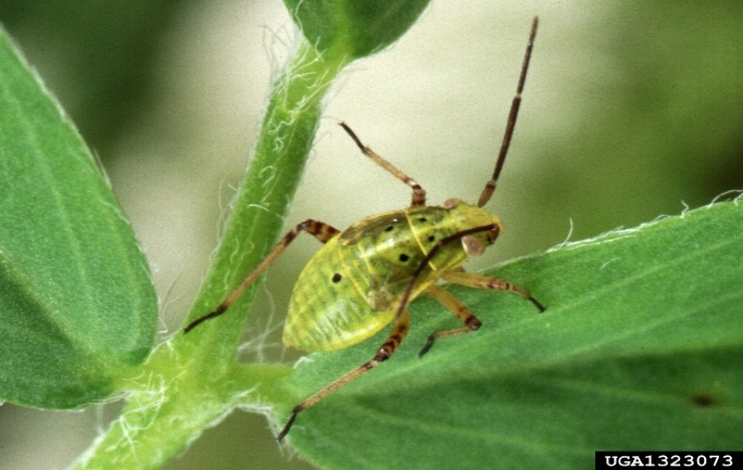 Figure 2 Mature Lygus species nymph showing black spots on thorax and abdomen (Image: Scott Bauer, USDA Agricultural Research Service, Bugwood.org) Immature stage of a western plant bug. Mostly green in colour with brownish yellow antennae and legs. 5 distinct spots can be seen on the back.