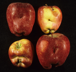 Figure 3 Lygus species feeding causes deformed fruit (Image: E. Beers, jenny.tfrec.wsu.edu) Four apples with deep dimples and creases in the surface where the fruit has grown and expanded around western plant bug feeding sites.