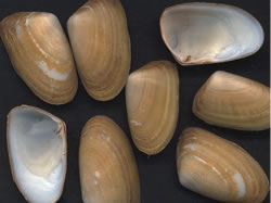 Photo credit: John and Maria Grist Narrow wedge shell (Paphies species)