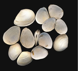 Photo credit: John and Maria Grist Tellina semitorta (Semelangulus tenuiliratus)