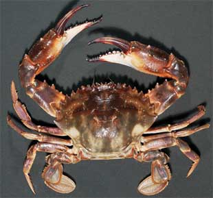 Photo: Asian paddle crab<br />Museum of New Zealand <br />Te Papa Tongarewa (CR.009843) Asian paddle crab