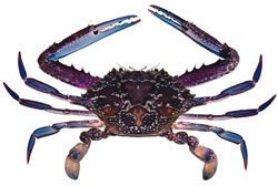 Photo: Blue swimmer crab, <br />Pat Tully, NSW DPI Blue swimmer crab