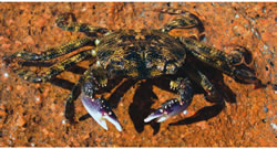 Photo: Tim Glasby, NSW DPI Brush-Clawed-Shore-Crab-3