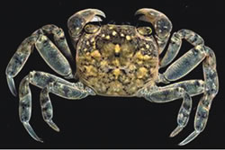 Photo: Michael Marmach<br />Museum Victoria Brush-Clawed-Shore-Crab-4