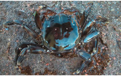 Photo: Tim Glasby, NSW DPI Brush-Clawed-Shore-Crab-5