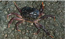 Photo: Leon Altof Brush-Clawed-Shore-Crab-6