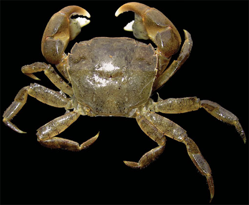 Brush-clawed shore crab. Photo: Hans Hillewaert Brush-Clawed-Shore-Crab