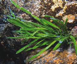 Caulerpa filiformis