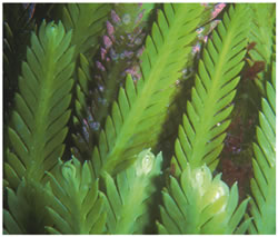 Caulerpa scalpelliformis