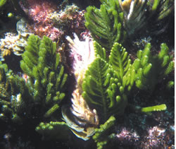 Caulerpa flexilis