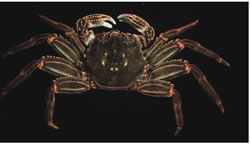 Photo: Stephan Gollasch, GoConsult Red bait crab