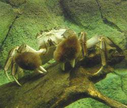 Photo: Stephan Gollasch, GoConsult Chinese Mitten crab