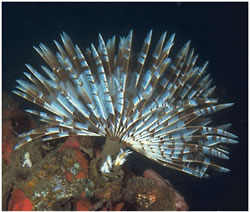 Photo: Roger Steene Euro-Fan-Worm-2