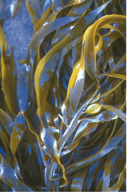 Japanese-Seaweed-3