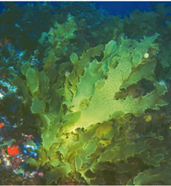 Japanese-Seaweed-4