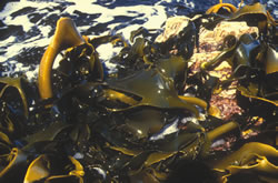Japanese-Seaweed-5