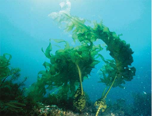 Japanese-Seaweed