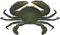 Photo: Mud crab, <br />Pat Tully, NSW DPI Mud crab