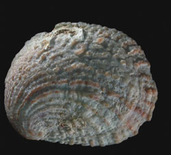 Photo credit: Dec Beechey Northern slipper limpet