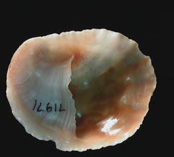 Photo credit: Dec Beechey Northern slipper limpet