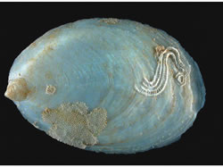 Photo credit: Des Beechey Southern slipper limpet