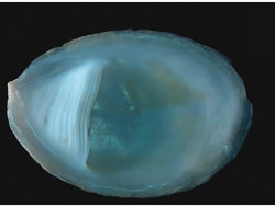 Photo credit: Des Beechey Souther slipper limpet