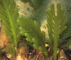 Caulerpa cactoides