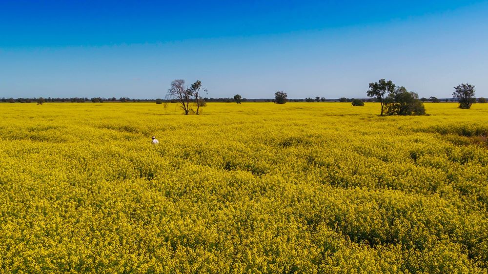image Rural Financial Counselling Service