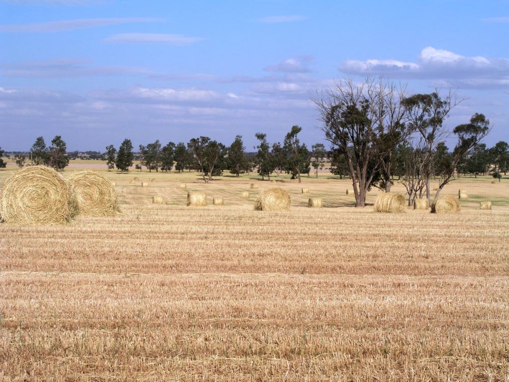 image Rural Adversity Mental Health Program (RAMHP)