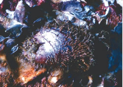 Hairy mussel