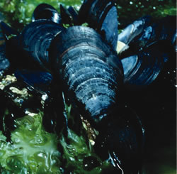Blue mussel